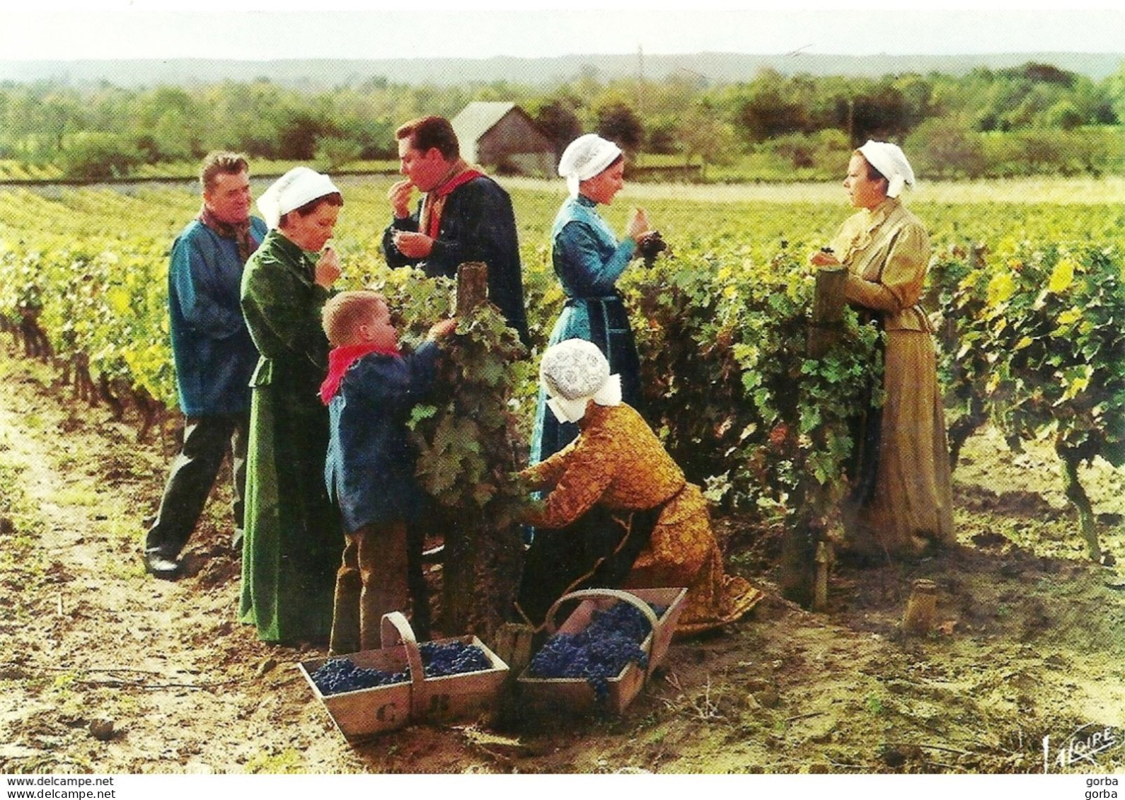 CPM - Groupe Folklorique "La Ligouère De Touraine" - A L'heure Des Vendanges - Other & Unclassified