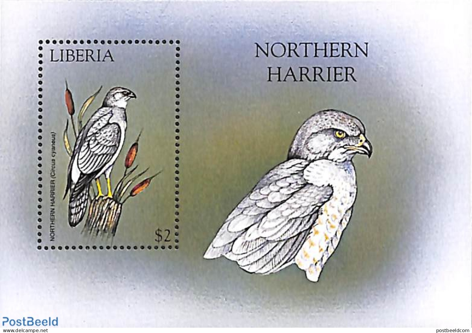 Liberia 1999 Northern Harrier S/s, Mint NH, Nature - Birds - Birds Of Prey - Ducks - Sonstige & Ohne Zuordnung