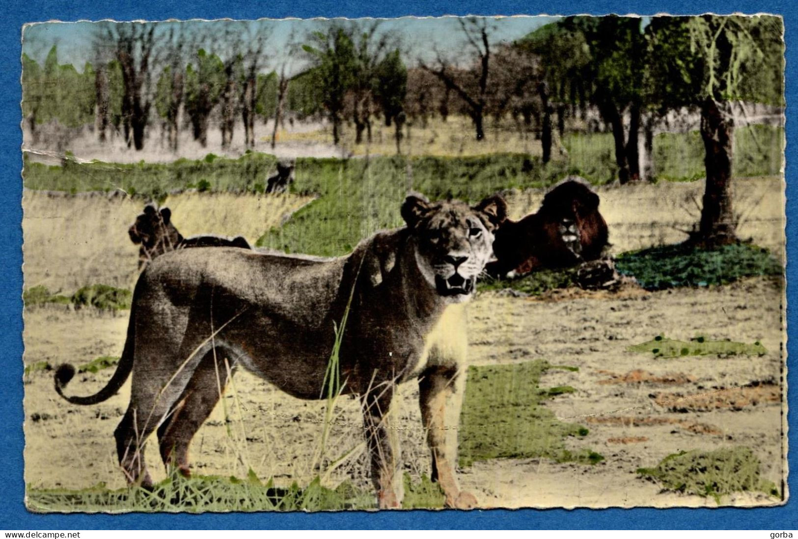 *CPSM - AOF - Faune Africaine Dans La Brousse - Famille De Lions - Lions