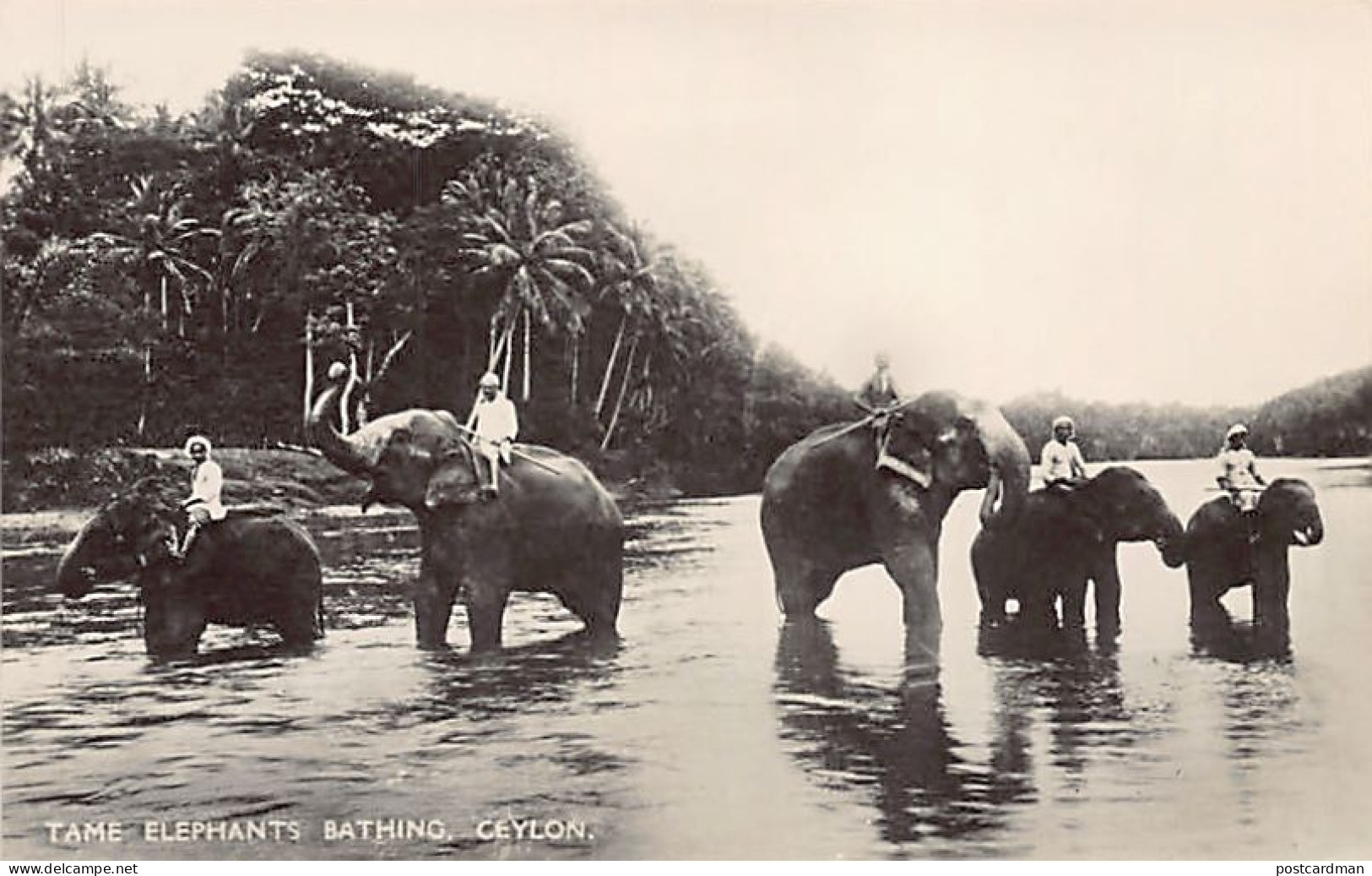 SRI LANKA - COLOMBO - Tame Elephants Bathing - Publ. Plâté Ltd. 39 - Sri Lanka (Ceylon)