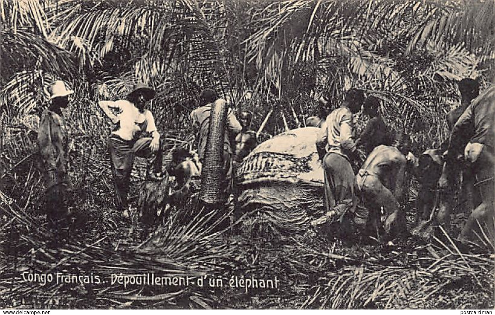 Congo Brazzaville - Dépouillement D'un éléphant - Ed. A. Béchaud  - French Congo