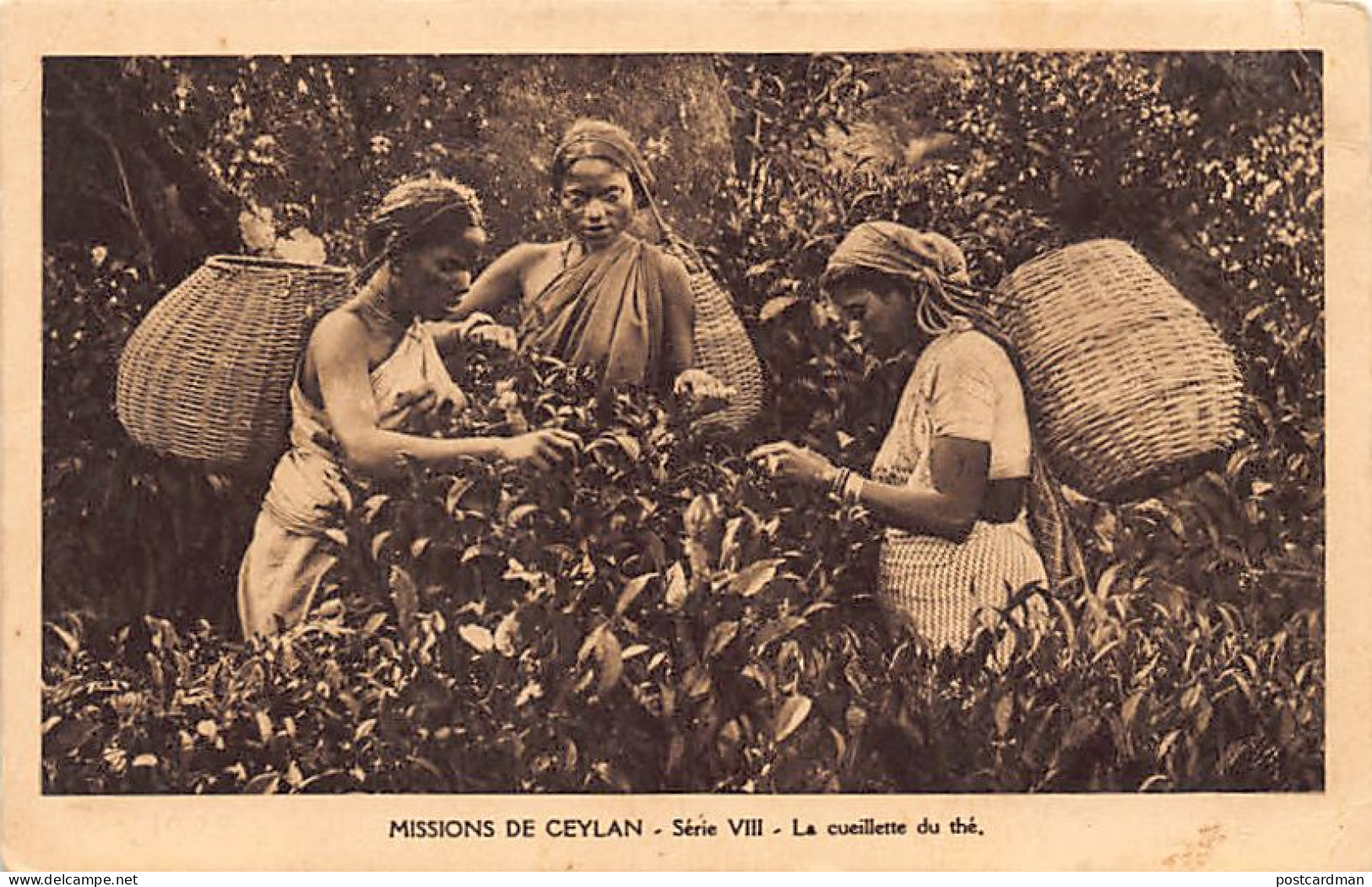 SRI LANKA - Missions Of Ceylon - Picking Tea Leaves - Publ. Oblats De Marie-Immaculée Série VIII - Sri Lanka (Ceylon)