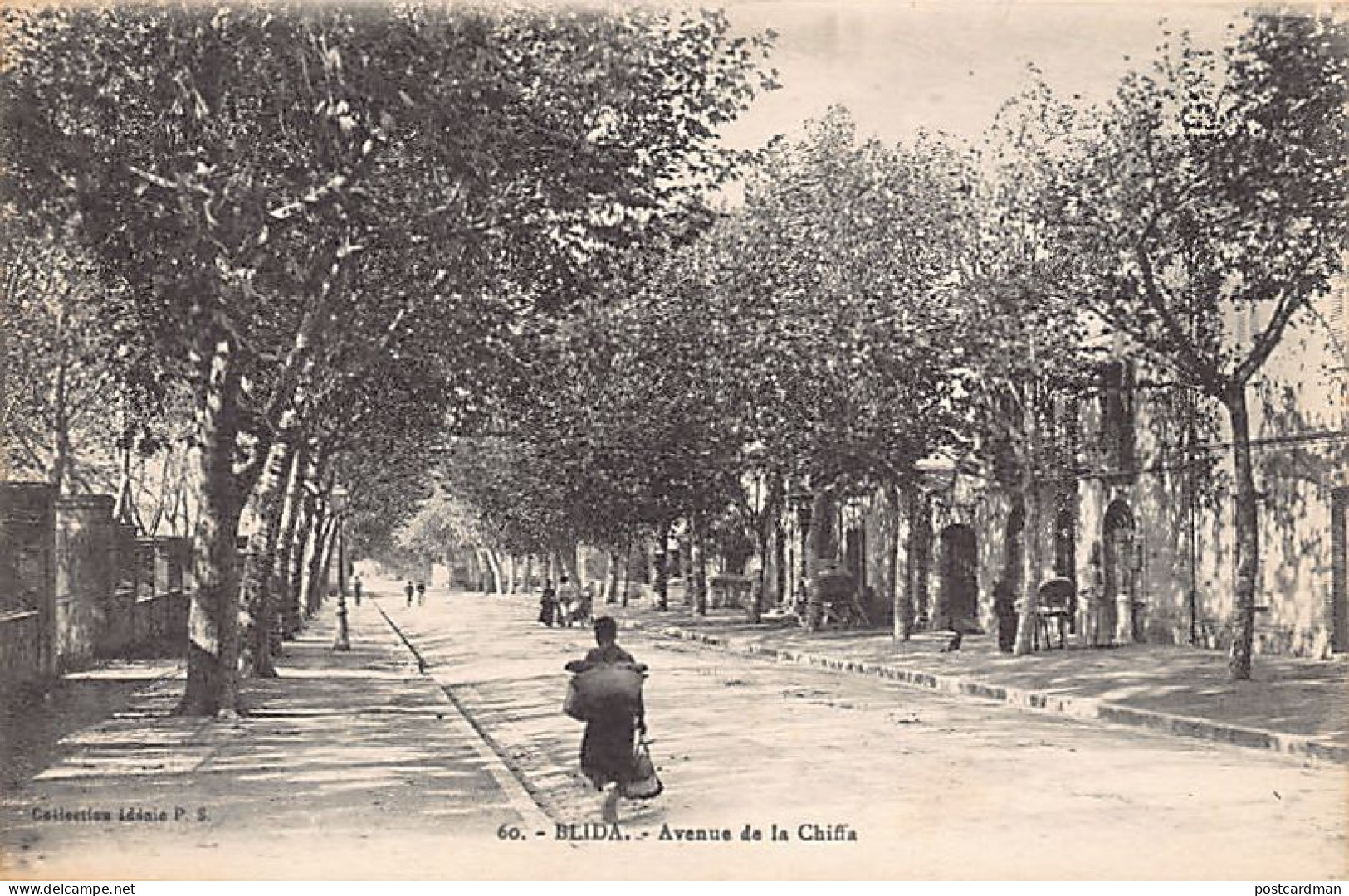 BLIDA - Avenue De La Chiffa - Blida