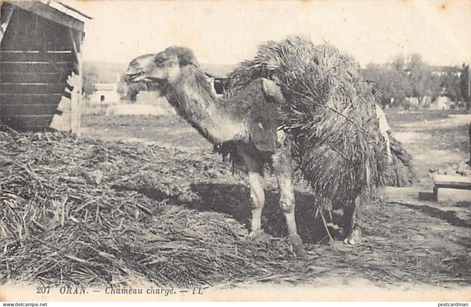 Algérie - ORAN - Chameau Chargé De Feuilles De Palmiers - Ed. L.L. Lévy 207 - Oran