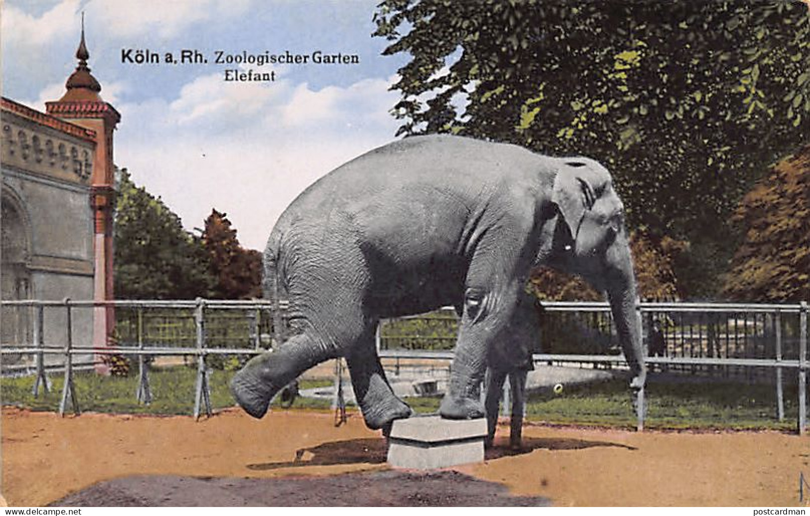 Germany - KÖLN - Elephant In The Zoological Garden - Elefanten