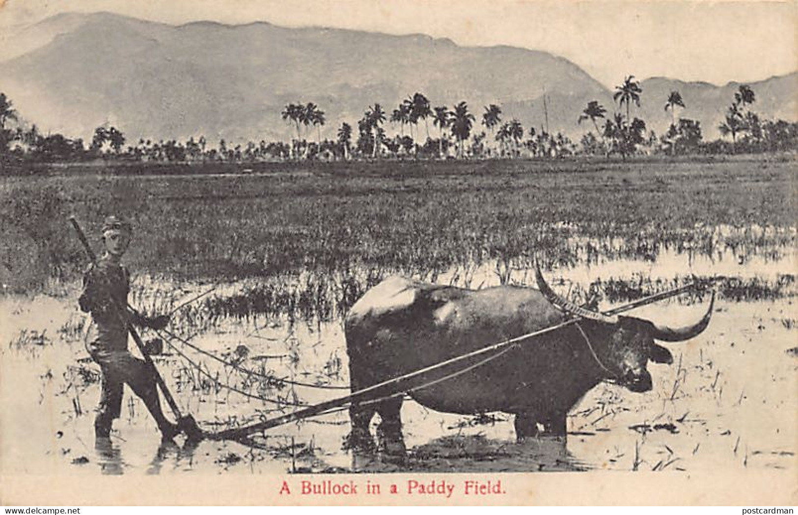 Malaysia - A Bullock In A Paddy Field - Publ. G. R. Lambert & Co.  - Malaysia