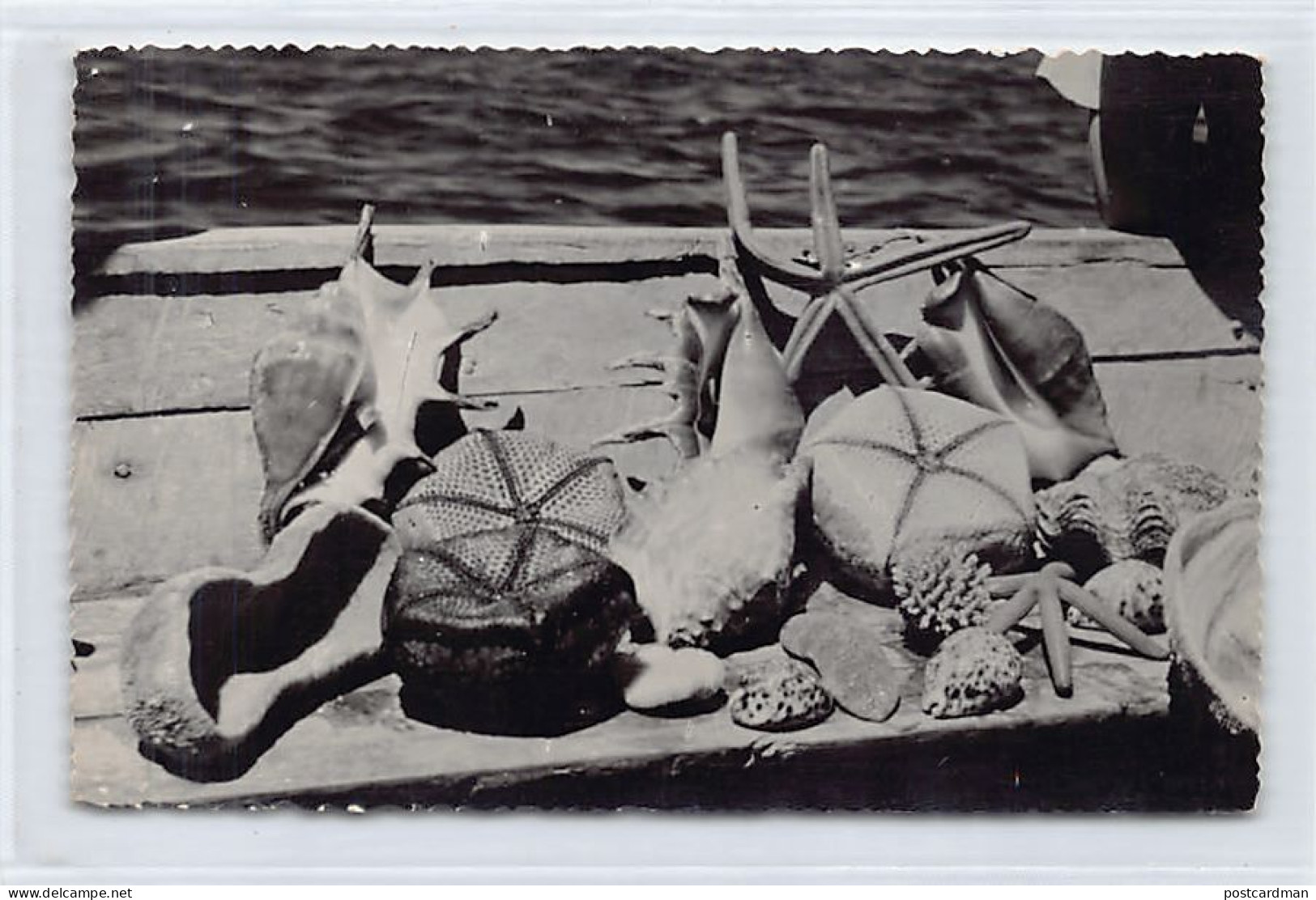 MAYOTTE - Collection De Coquillages à Dzaoudzi - CARTE PHOTO Année 1958 - Ed. Inconnu  - Mayotte