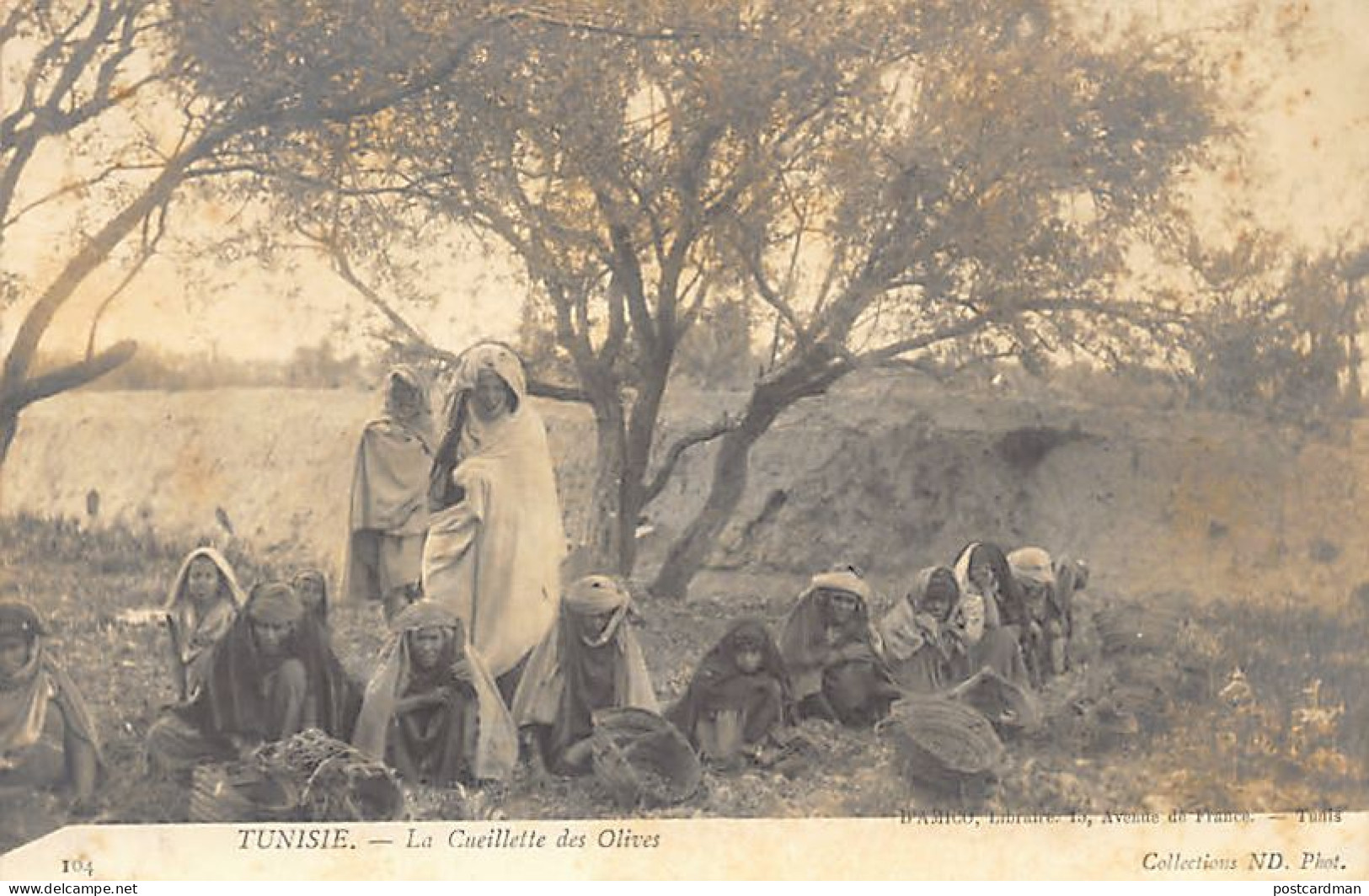 Tunisie - La Cueillette Des Olives - Ed. D'Amico 104 - Tunisie