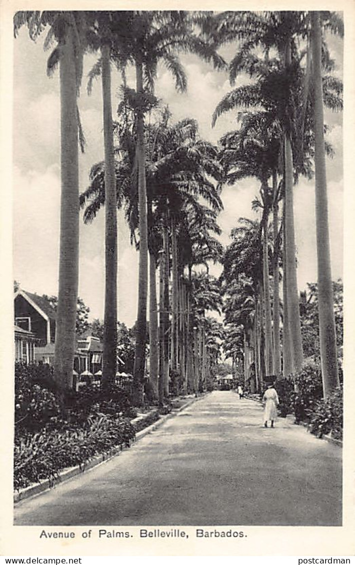 Barbados - Avenue Of Palms, Belleville - Publ. Bruce Weatherhead  - Barbades