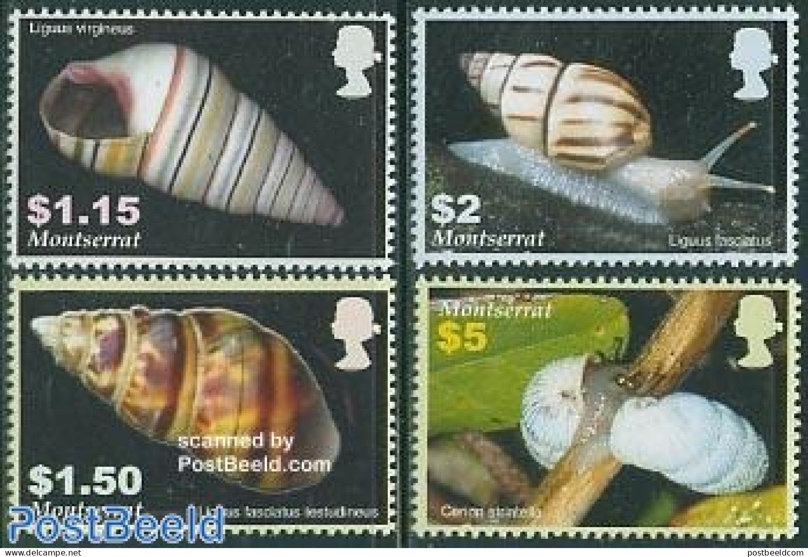 Montserrat 2005 Caribbean Snails 4v, Mint NH, Nature - Shells & Crustaceans - Vie Marine