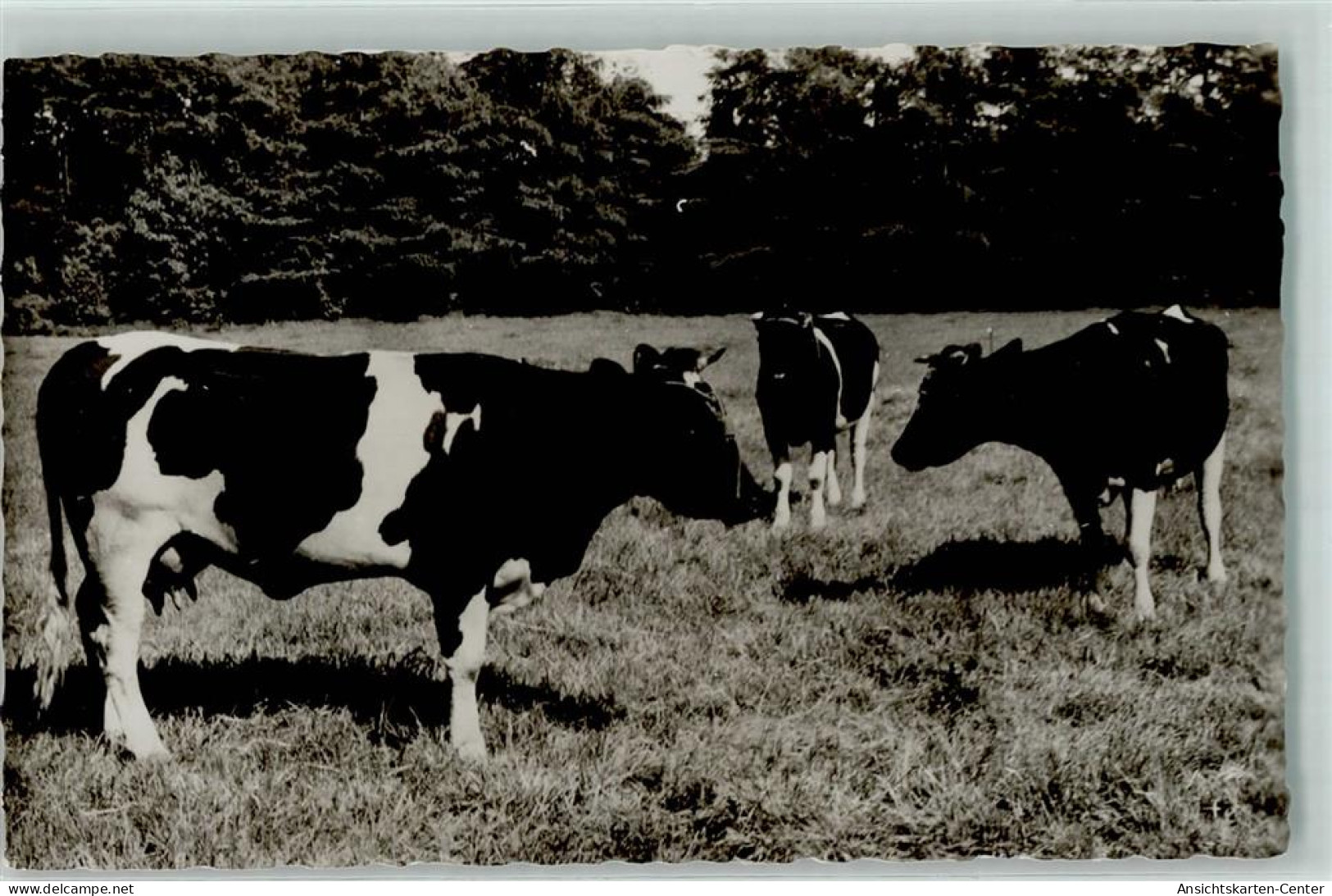 39159311 - - Vaches