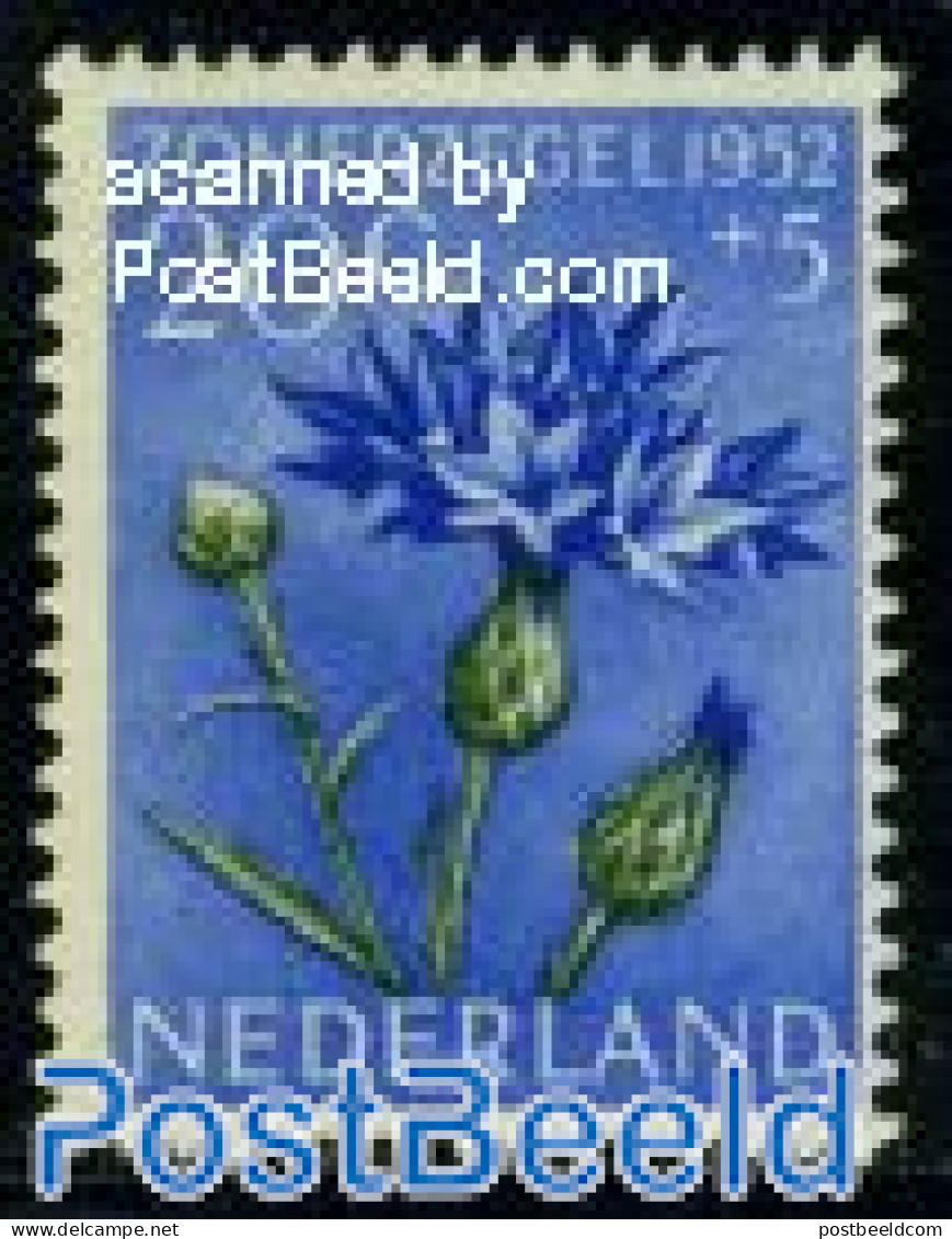 Netherlands 1952 20+5c Cornflower, Stamp Out Of Set, Mint NH, Nature - Flowers & Plants - Ungebraucht