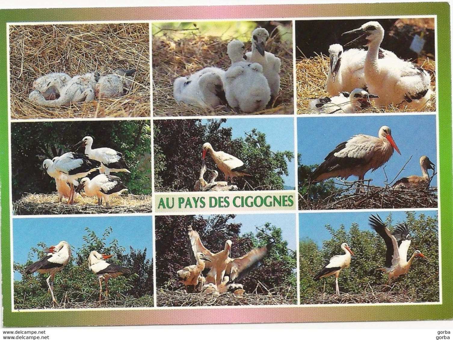 *CPM  - Au Pays Des Cigognes - Multivues - Oiseaux