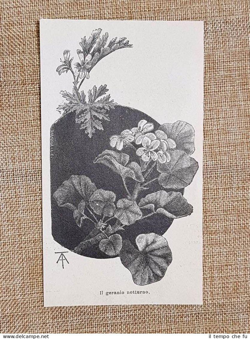 Il Geranio Notturno Botanica Stampa Del 1897 - Before 1900