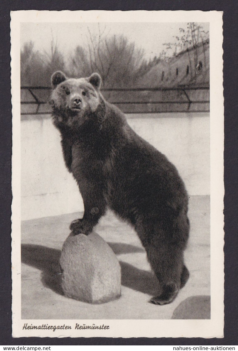 Bund Ansichtskarte Tiere Bären Heimattiergarten Neumünster Masch-St. Rendsburg - Covers & Documents