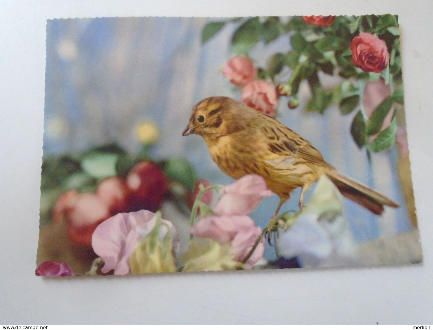 D203122  Bird  Postcard Oiseau Vogel - Oiseaux