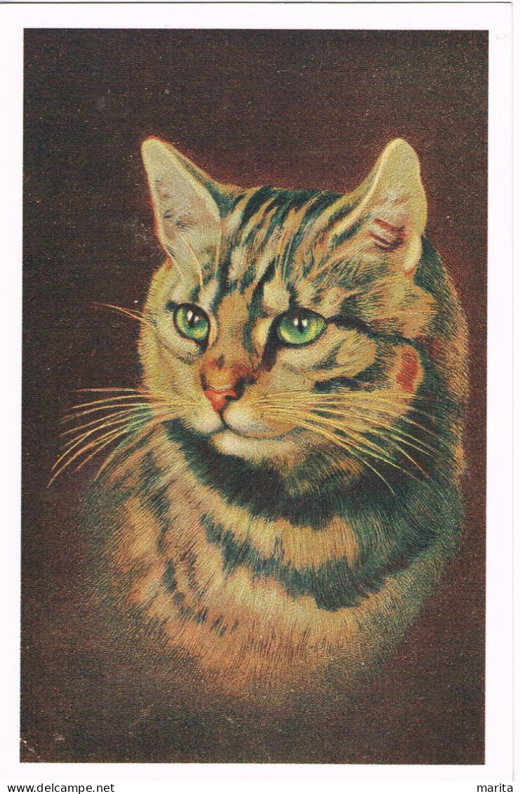 Chat  - Cat -katze - Poes Met Groene Ogen- - Cats