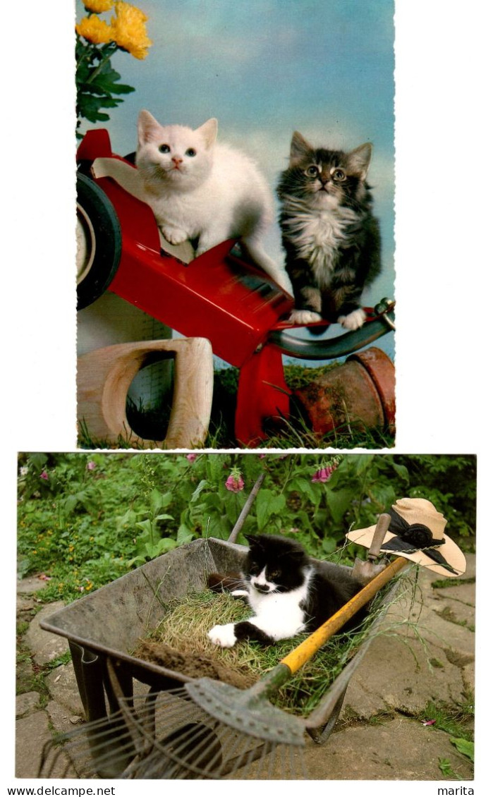 2 Cartes Chats -cats -poesjes In De Tuin  -katzen - Chats
