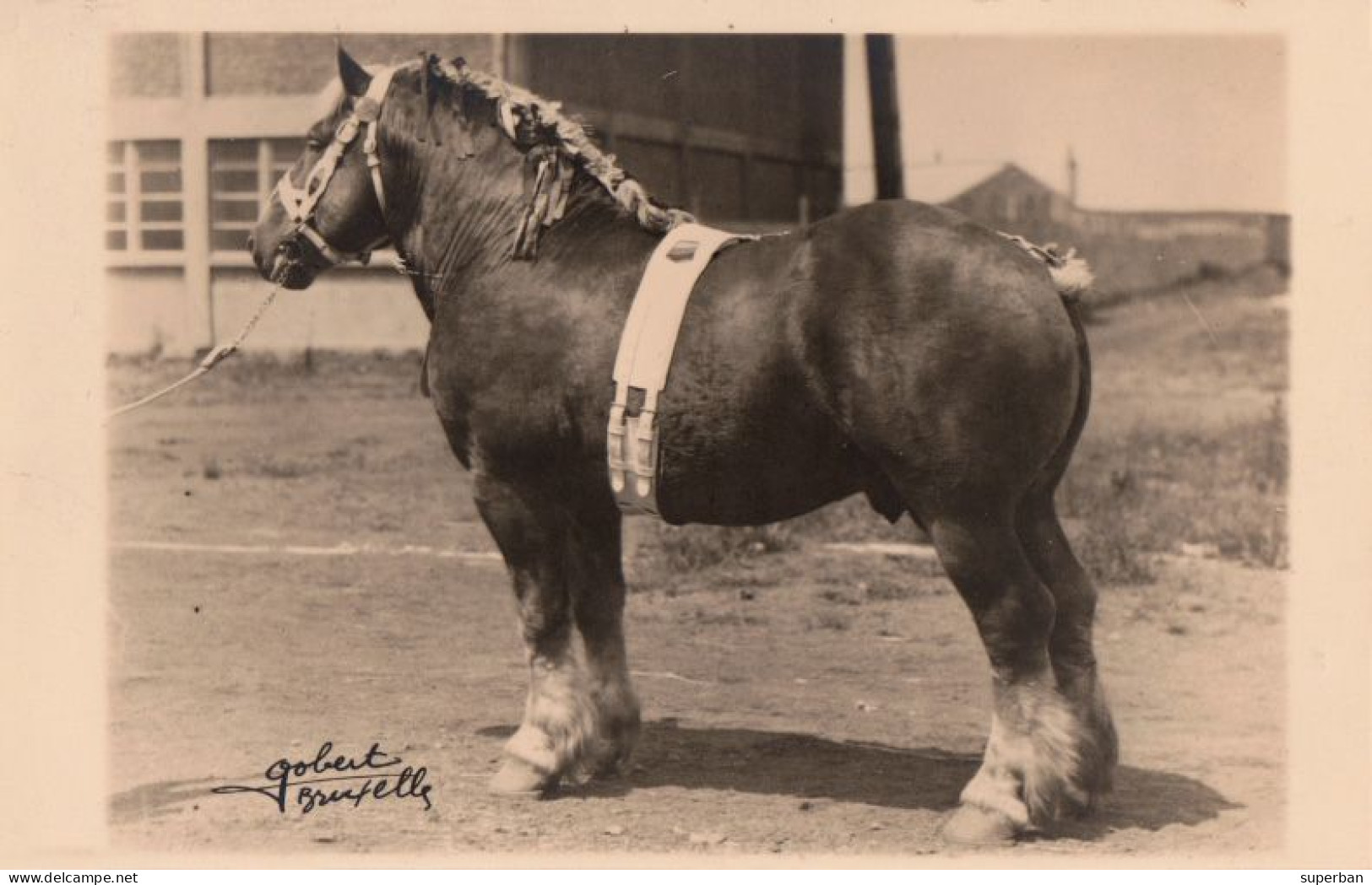 SOCIÉTÉ ROYALE "LE CHEVAL DE TRAIT BELGE" - INDIGOLI DELMOTTE / CHAMPIONNAT - PHOTO GOBERT, BRUXELLES (am971) - Chevaux