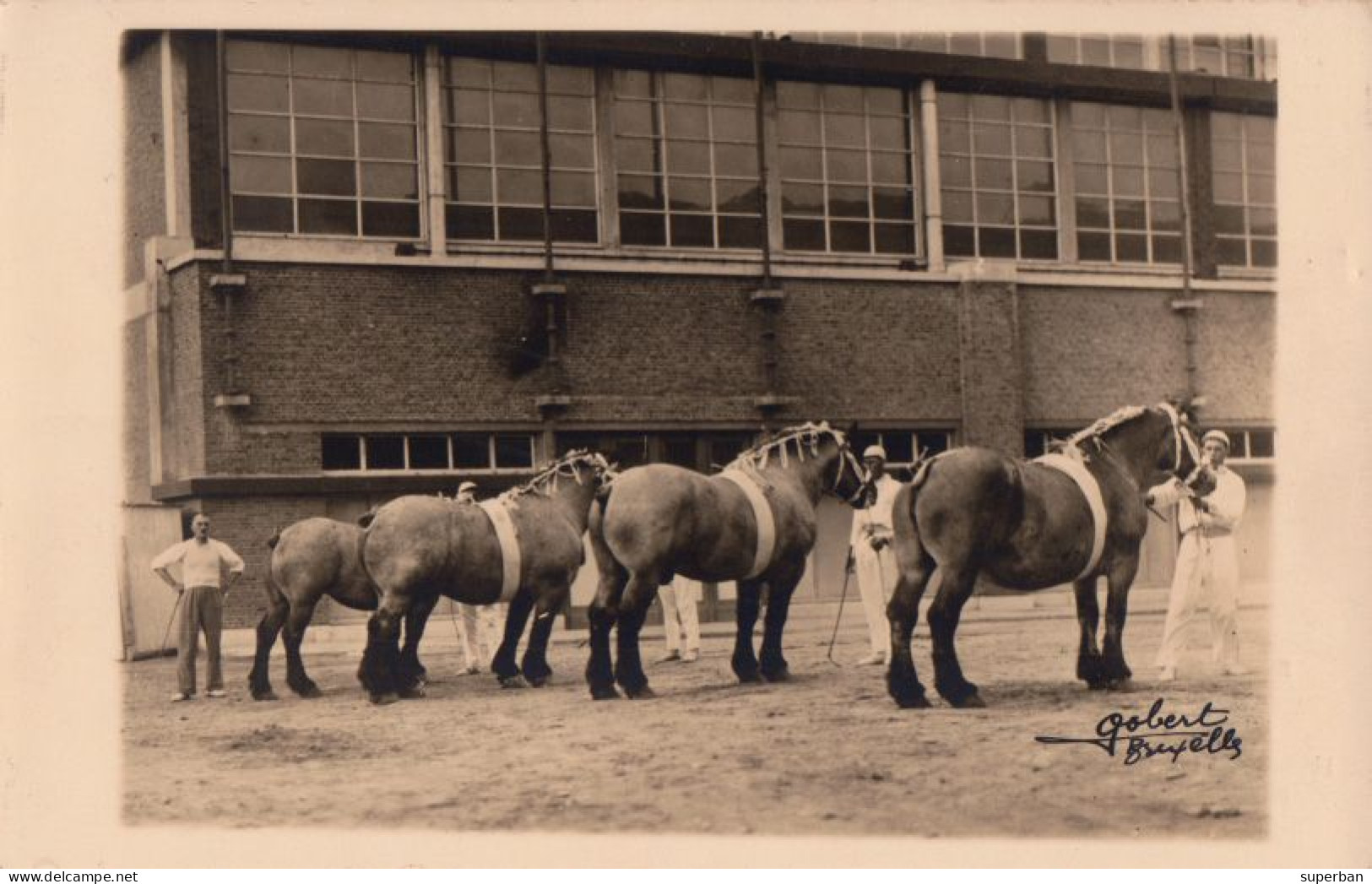 SOCIÉTÉ ROYALE "LE CHEVAL DE TRAIT BELGE" - FOUGÈRE De LA TOURETTE - PHOTO GOBERT, BRUXELLES (am970) - Horses