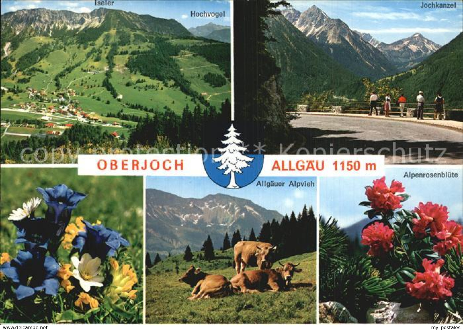 72569690 Oberjoch Hochvogel Jochkanzel Alpvieh Bad Hindelang - Hindelang