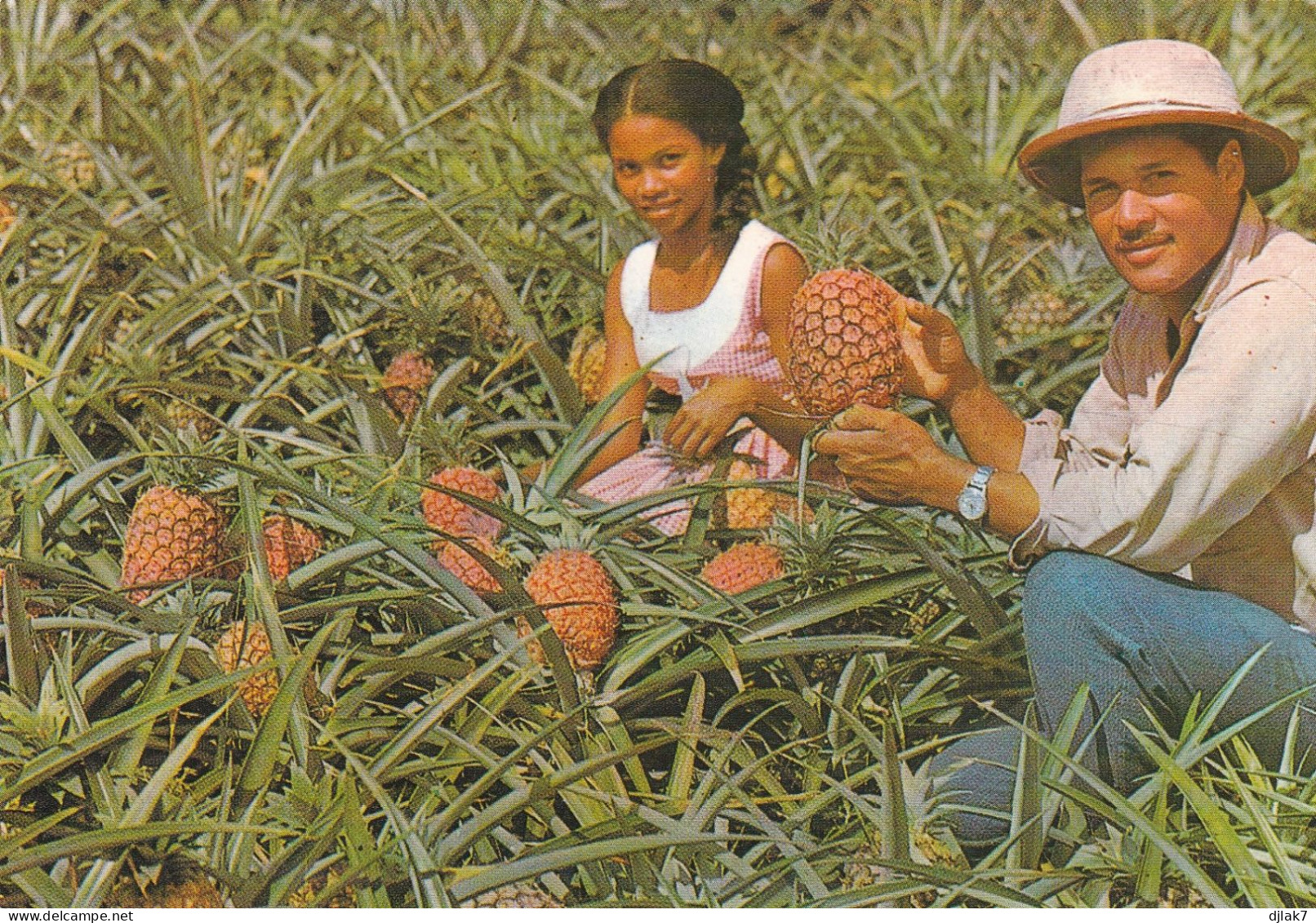 Martinique Récolte D'Ananas Au Morne Rouge - Fort De France