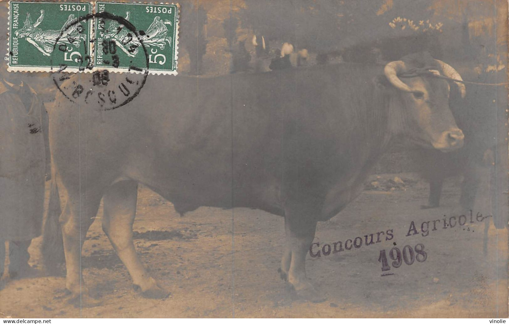 P-24-Mi-Is-2295 : CARTE-PHOTO. LE BOEUF GRAS DE CETTE ANNEE  CONCOURS AGRICOLE PARIS 1908 - Elevage