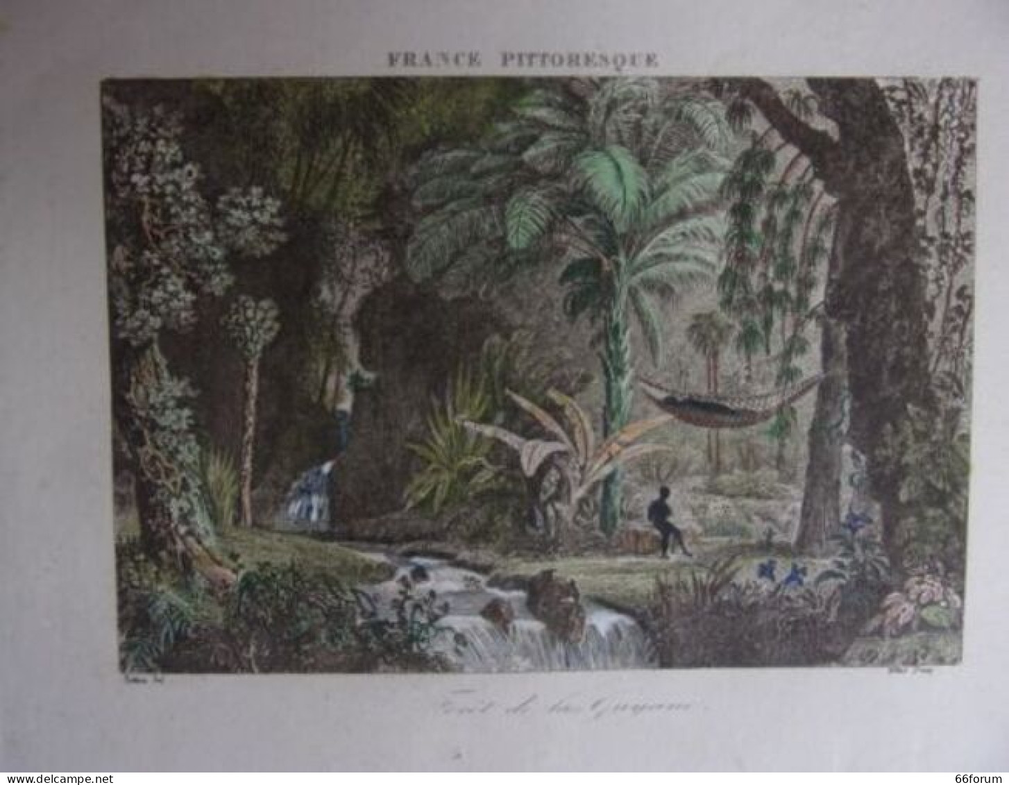 GRAVURE SUR ACIER AQUARELLEE 19ème FORET DE LA GUYANE - Autres & Non Classés