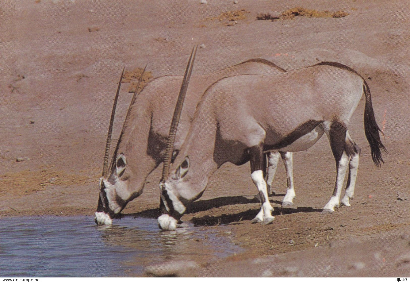 Afrique Du Sud Oryx à Un Point D'eau - Autres & Non Classés