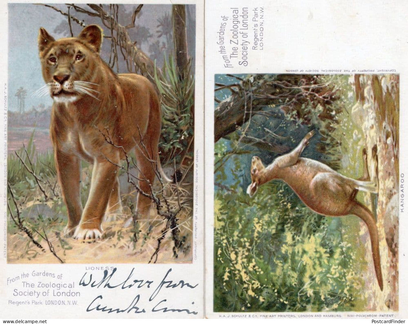 London Zoo Advertising Kangaroo Lioness 2x Old Gardens Postcard - Publicité