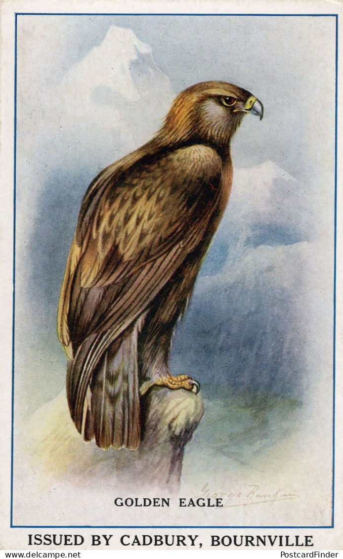 Golden Eagle Bird Bourneville Cadbury Cocoa Old Advertising Postcard - Advertising