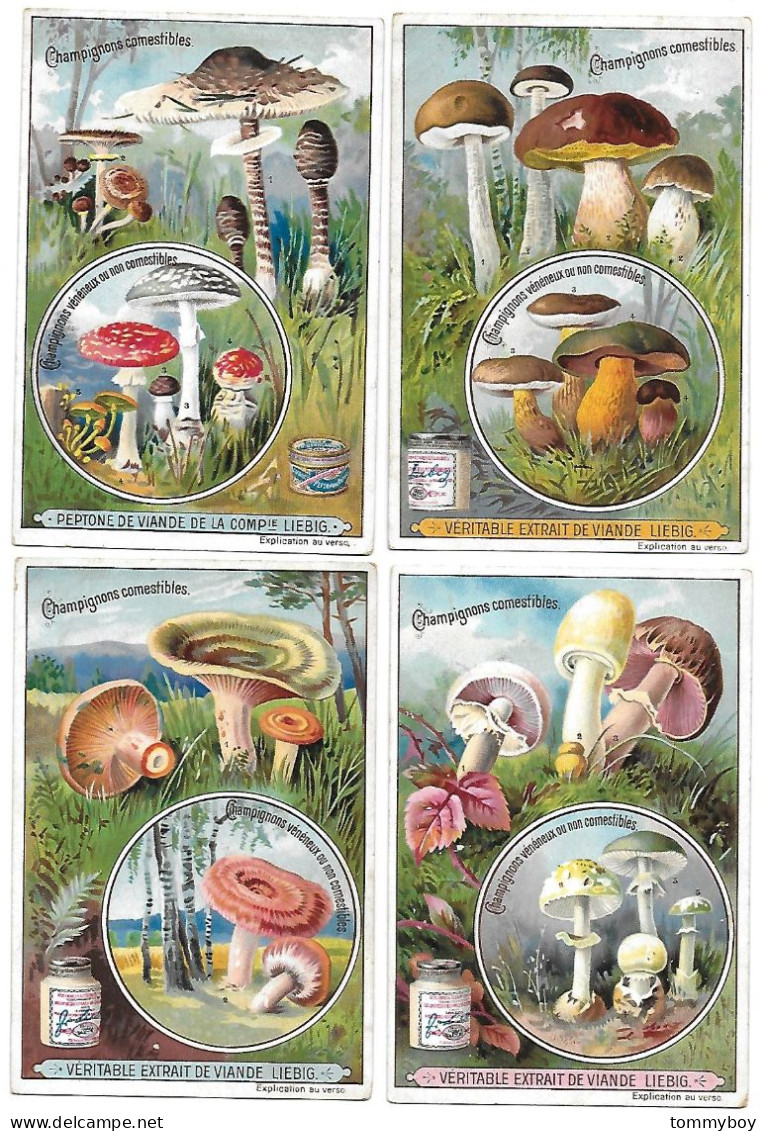 S 631, Liebig 6 Cards, Champignons Comestibles Et Vénémeux (some Spots) (ref B15) - Liebig