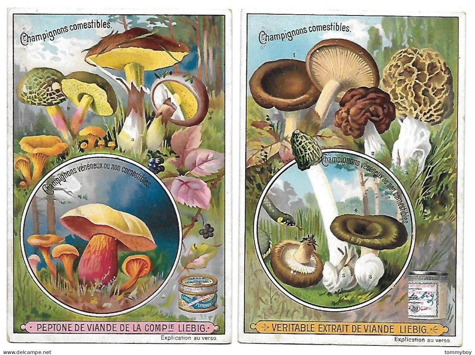 S 631, Liebig 6 Cards, Champignons Comestibles Et Vénémeux (some Spots) (ref B15) - Liebig