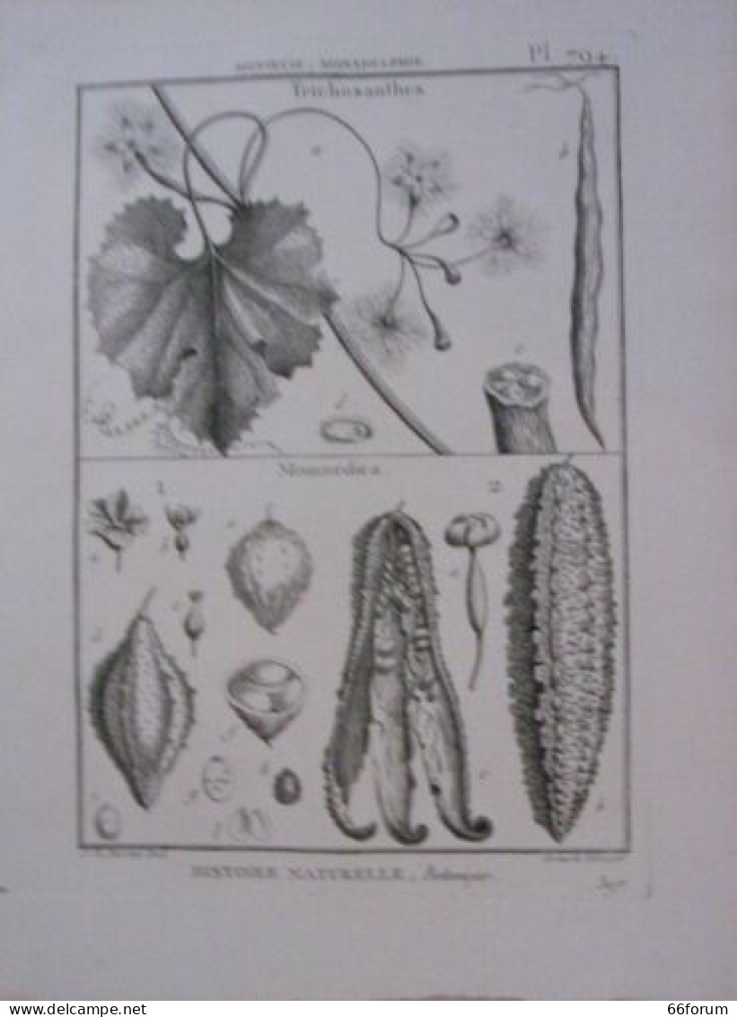 GRAVURE 18è EPOQUE HISTOIRE NATURELLE MONOECIE POLYANDRIE TRICHOSANTHE MOMORDICA - Autres & Non Classés