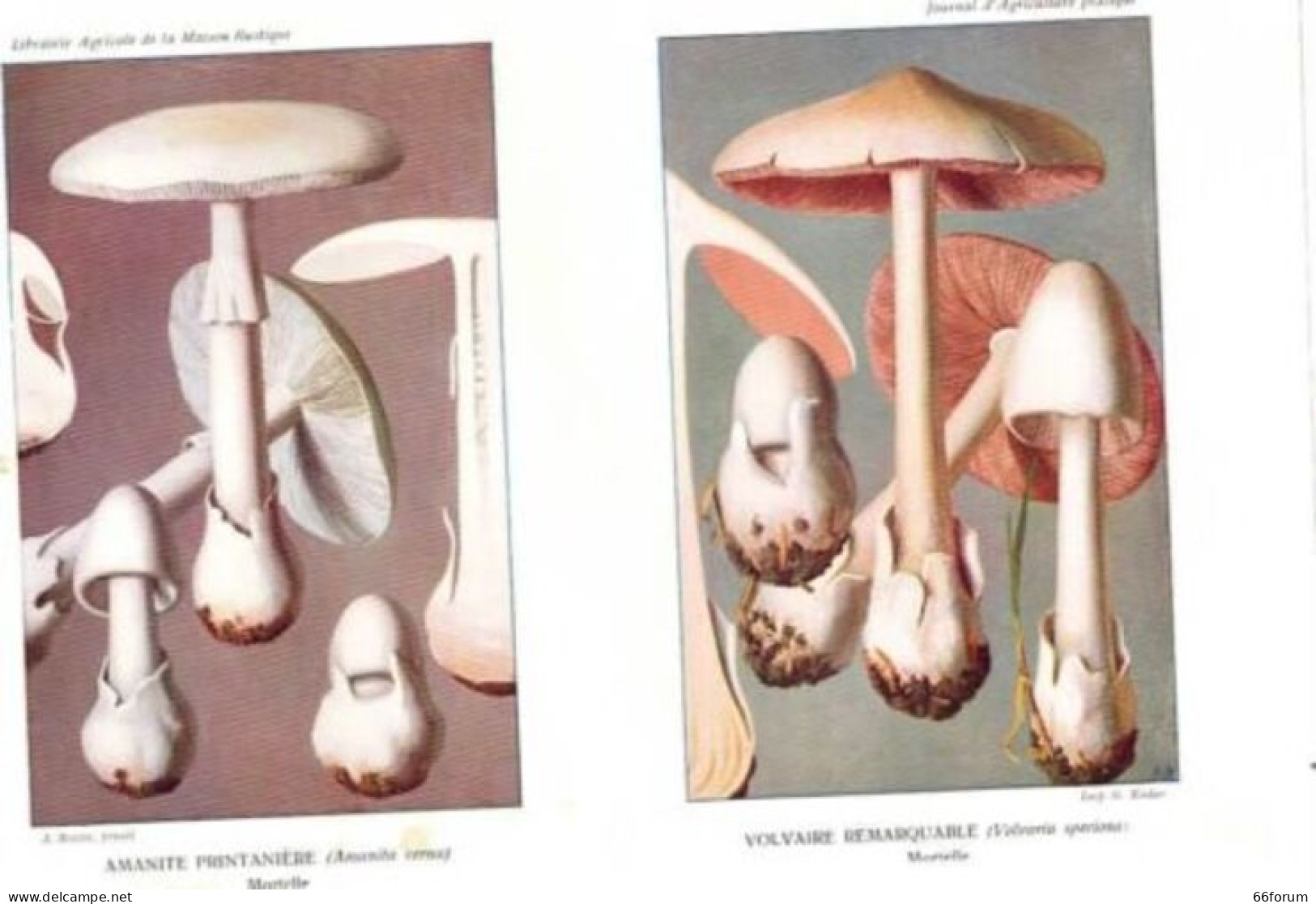 PLANCHE COULEUR BESSIN 19è CHAMPIGNON AMANITE PRINTANIERE VOLVAIRE REMARQUABLE - Other & Unclassified