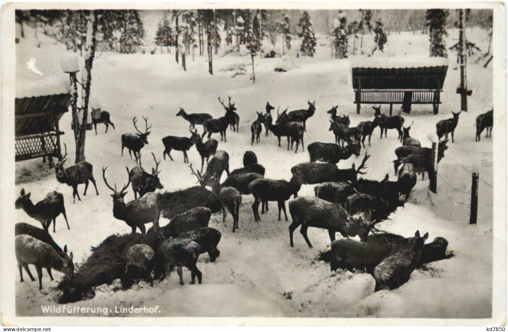 Wildfütterung Linderhof - Ettal - Garmisch-Partenkirchen