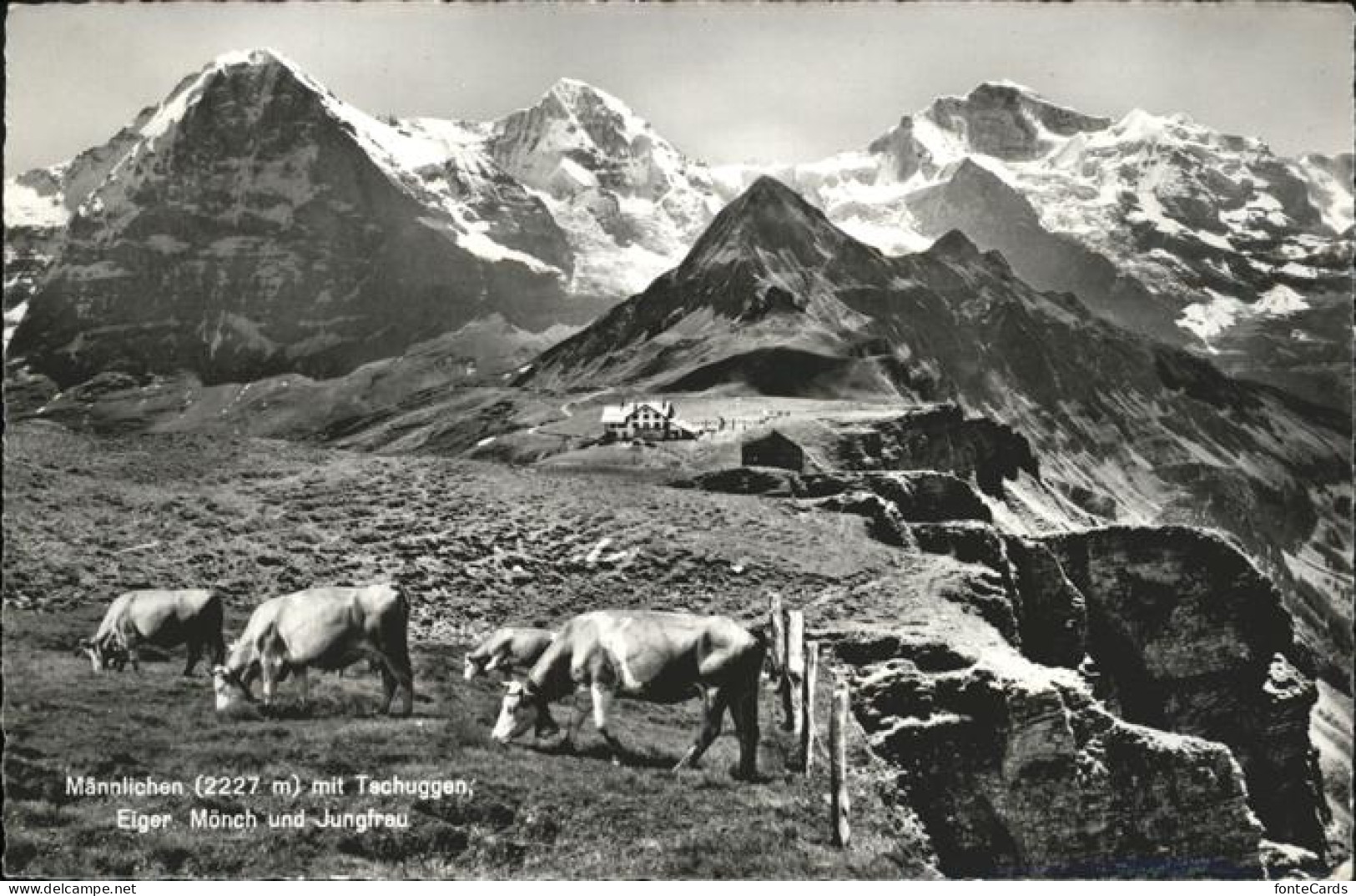 11113434 Maennlichen Tschuggen Kuehe Eiger Moench Jungfrau - Autres & Non Classés
