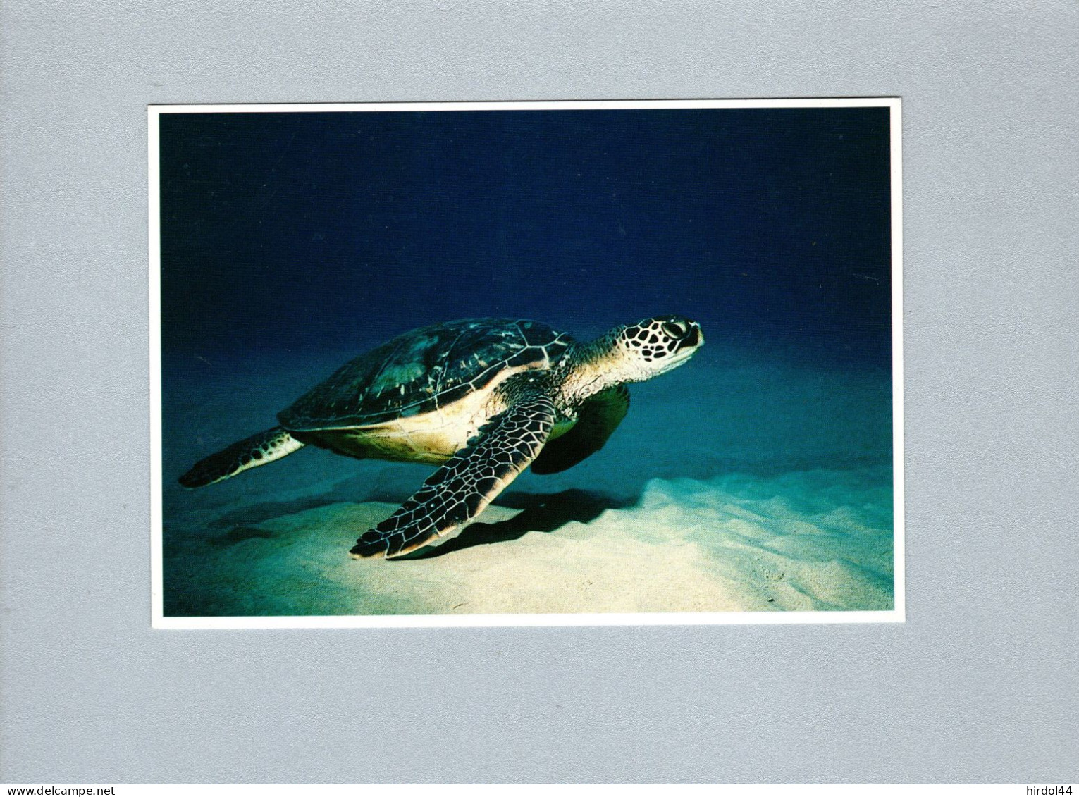 Tortues - Schildkröten