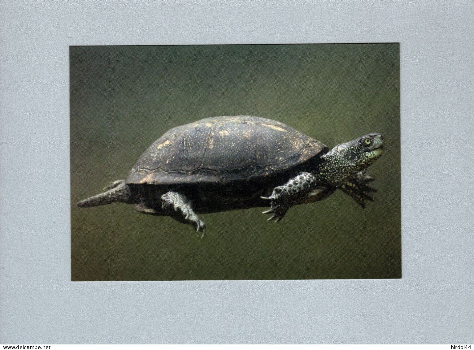 Tortues - Schildpadden