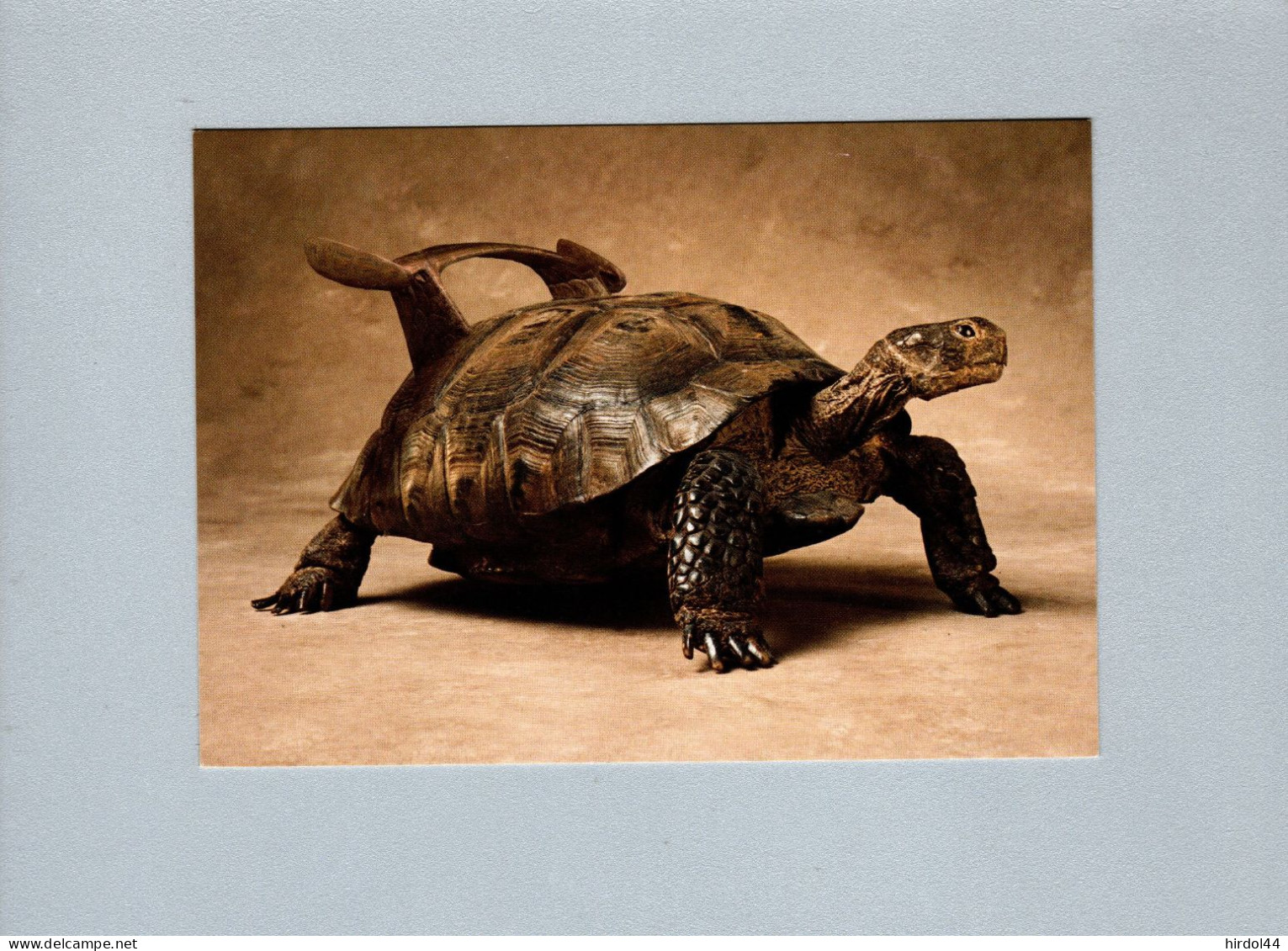 Tortues - Turtles