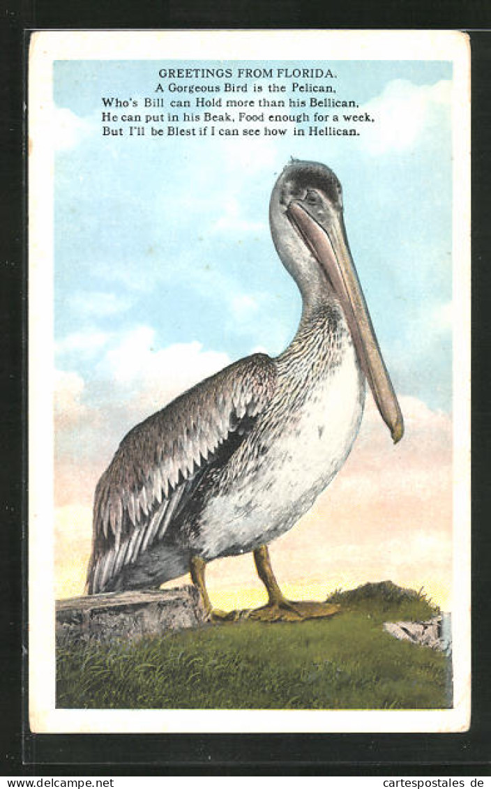 AK Pelican Steht Auf Einem Hügel  - Oiseaux
