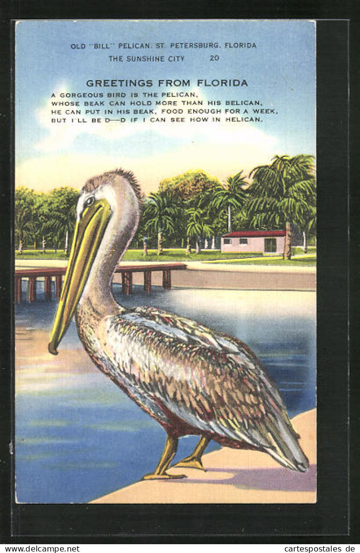 AK Pelican Steht Am Wasser  - Oiseaux