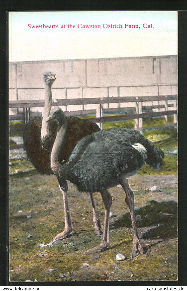 AK Sweethearts At The Cawston Ostrich Farm  - Oiseaux