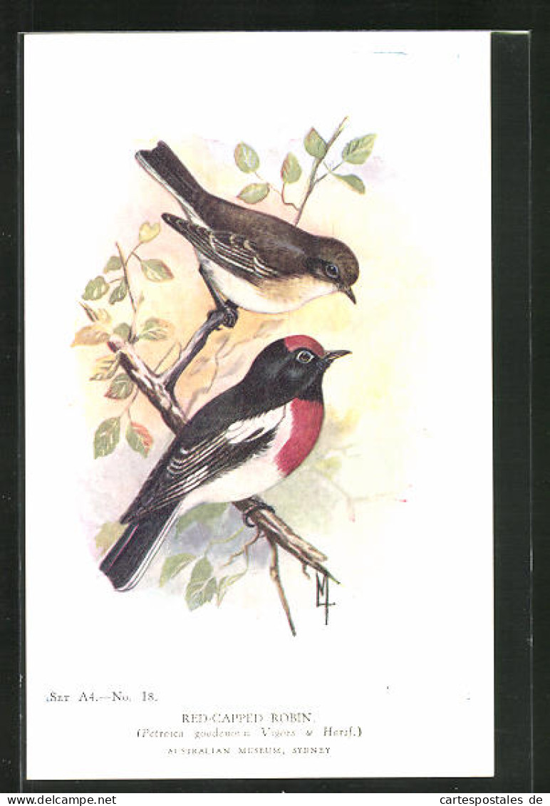 AK Red-Capped Robin, Rotkappen-Rotkehlchen  - Birds