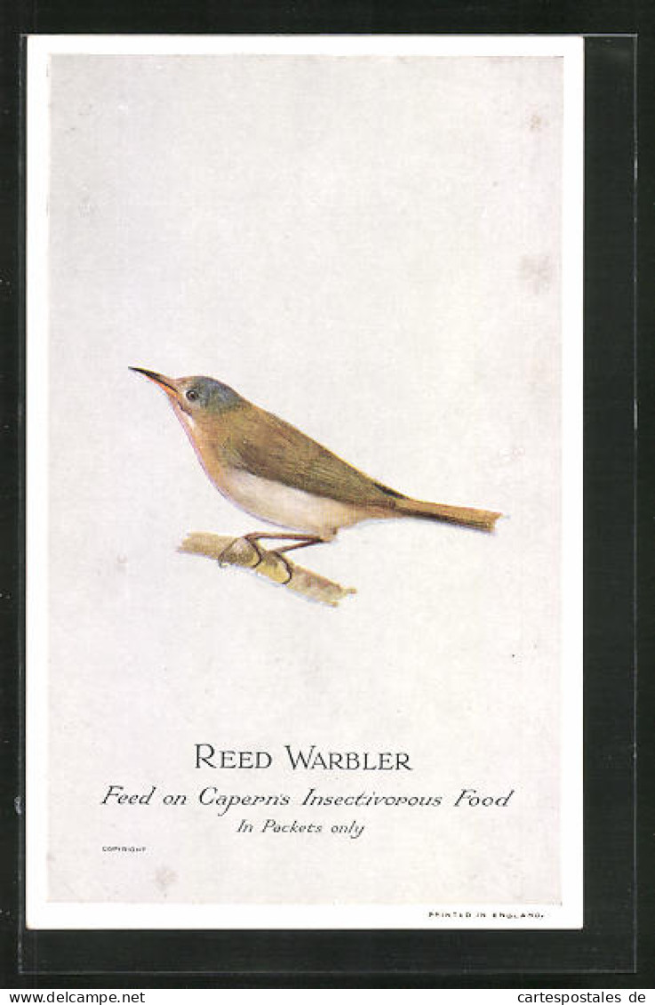AK Reed Warbler, Vogel  - Oiseaux