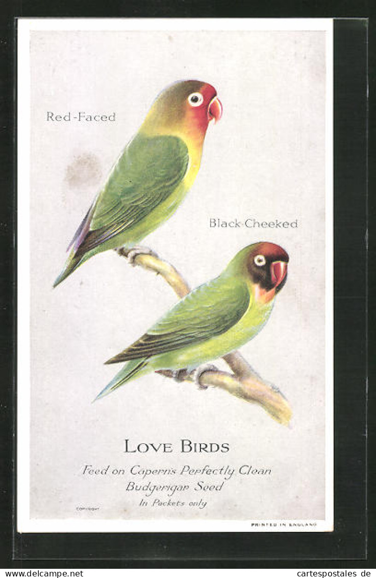 AK Red-Faced With Black-Cheeked, Feed On Capern`s Perfectly Clean Budgerigar Seed, Vogel  - Birds