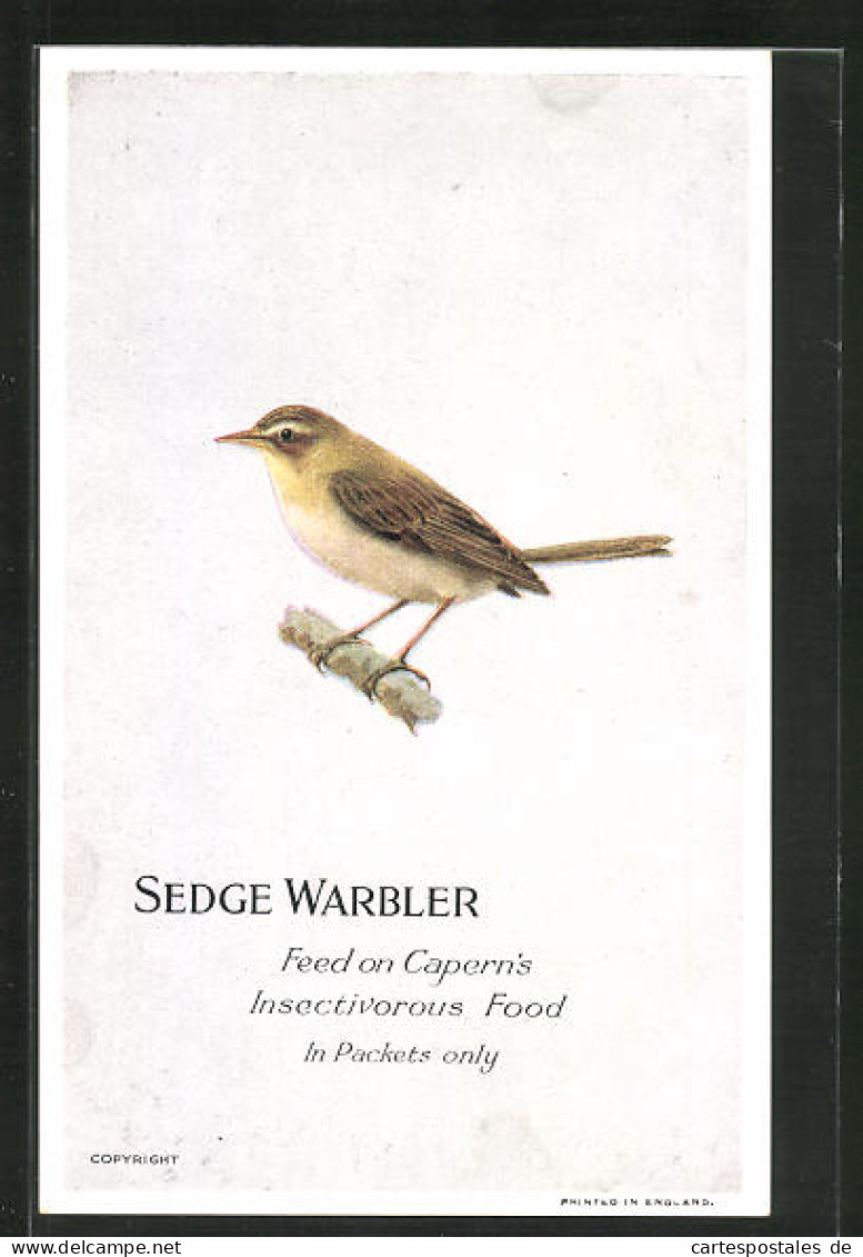 AK Sedge Warbler, Feed On Capern`s Insectivorous Food, Vogel  - Oiseaux