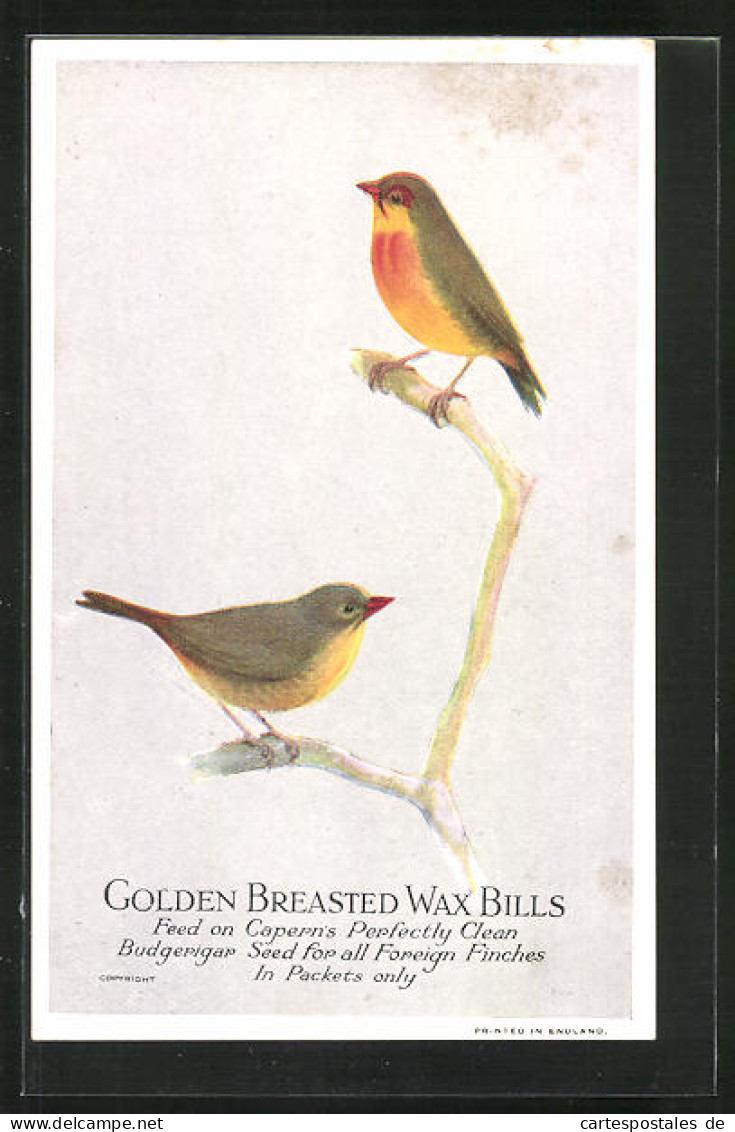 AK Golden Breasted Wax Bills, Feed On Capern`s Perfectly Clean Budgerigar Seed For All Foreign Finches, Vogel  - Oiseaux
