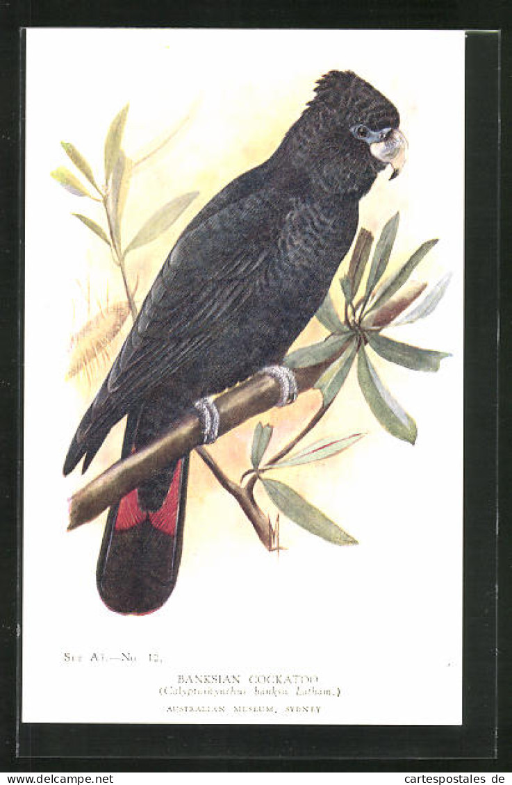 AK Banksian Cockatoo, Vogel  - Oiseaux