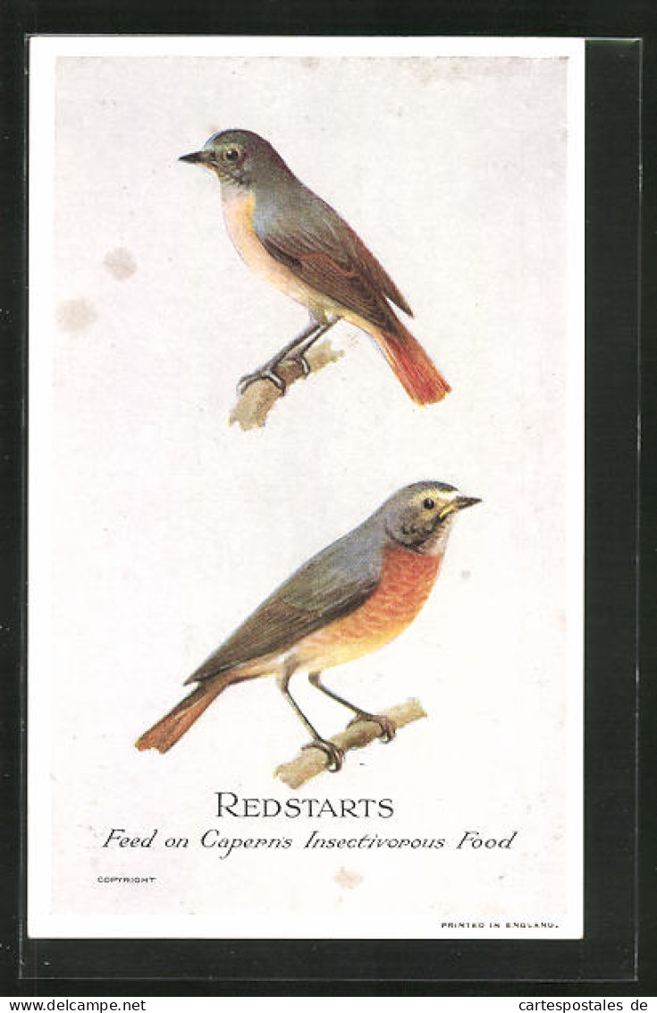 AK Redstarts, Feed On Capern`s Insectivorous Food, Vogel  - Birds